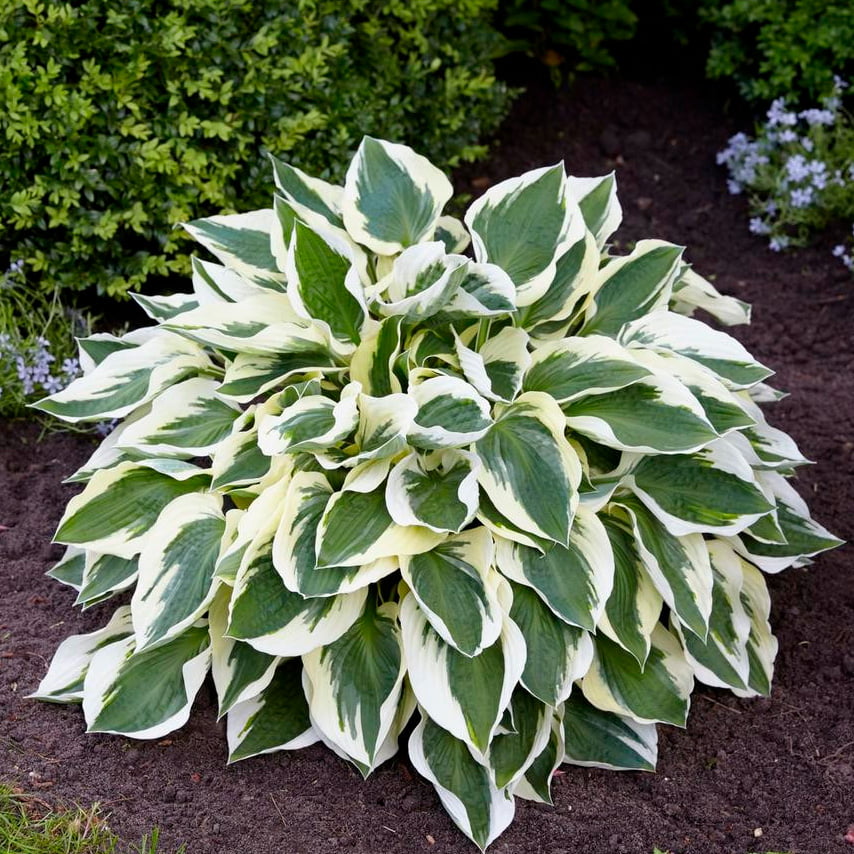 хоста питомник растений саженцы plants